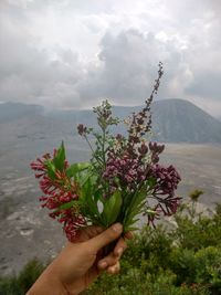 Close-up of hand holding flowers against mountain