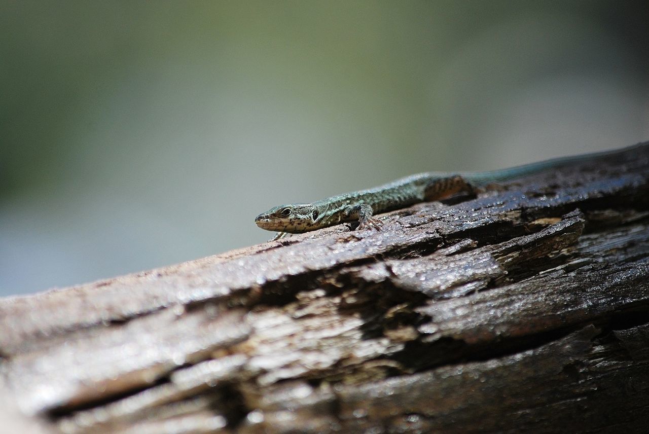 wood - material, selective focus, focus on foreground, close-up, wooden, one animal, wood, weathered, animal themes, rusty, old, plank, textured, damaged, animals in the wild, low angle view, wildlife, outdoors, day, log