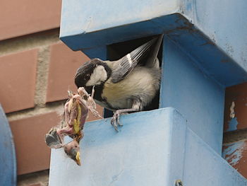 Close-up of a bird on wall