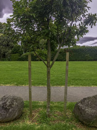 Trees on field in park