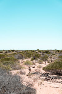 Scenic view of landscape against clear sky