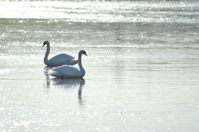 Birds in water