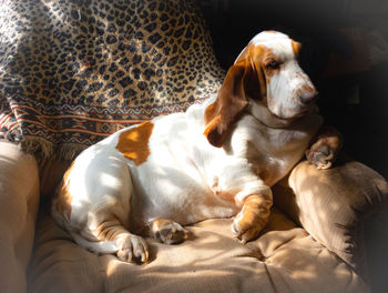 Portrait of dog lying on chair at home