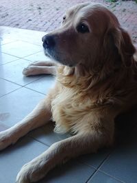 Close-up of dog looking away