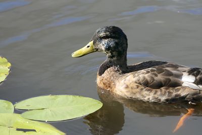 Close-up of duck swimming in lake