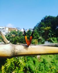 Close-up of insect on tree against sky