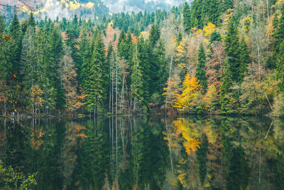 Scenic view of lake in forest