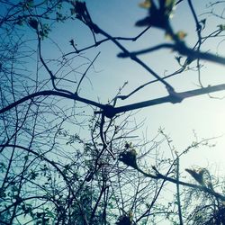 Low angle view of bird perching on tree against sky