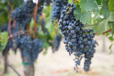 Close-up of grapes growing in vineyard