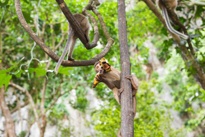 Low angle view of monkey on tree in forest