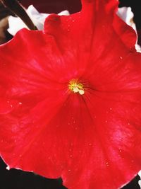 Close-up of red hibiscus blooming outdoors