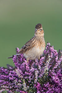 Close-up of bird perching on purple flower