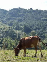 Cow standing on mountain