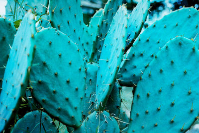 Full frame shot of cactus