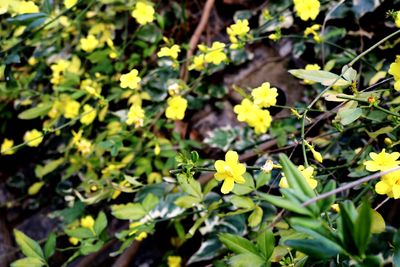 Close-up of yellow flowering plants