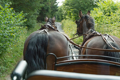 Two horses breed saxon thuringian heavy warm blood pull a carriage. they are relaxed.