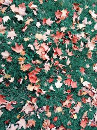 Autumn leaves on field