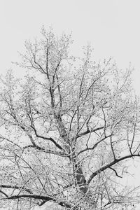 Low angle view of bare tree against sky during winter