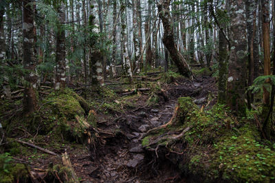 View of trees in forest