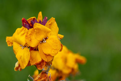 Close up of yellow wallflowers in bloom with a green background