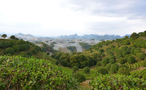 Scenic view of agricultural landscape against sky