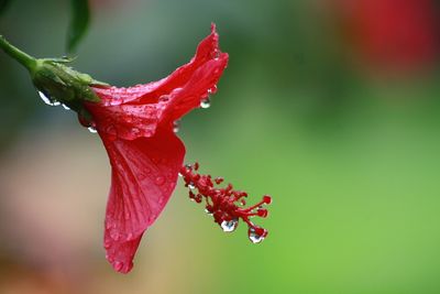 Close-up of wet red hibiscus flower