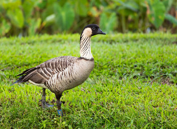 High angle view of bird on grass