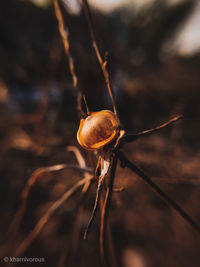 Close-up of dry plant