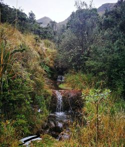 Scenic view of waterfall in forest