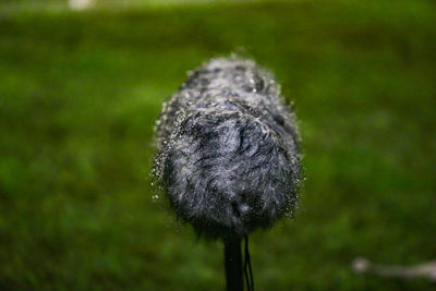 Close-up of dandelion flower on field