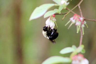 Close-up of insect on flower