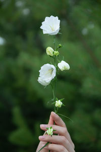 White flower in a woman hand on a green background