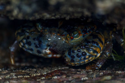 Close-up of crab in water