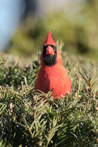 Northern cardinal