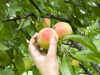 Close-up of hand holding apple