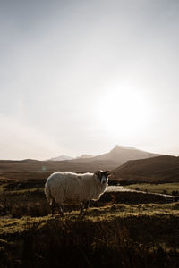 View of horse on field against sky