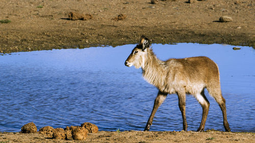 Deer at lakeshore