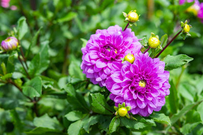 Close-up of pink flowering plant