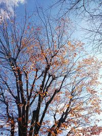 Low angle view of tree in autumn