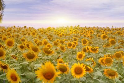 Close-up of sunflower field against sky