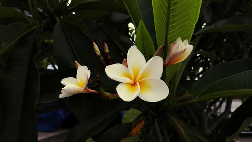 Close-up of yellow flower