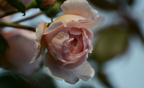 Close-up of pink rose