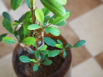 High angle view of small potted plant on table