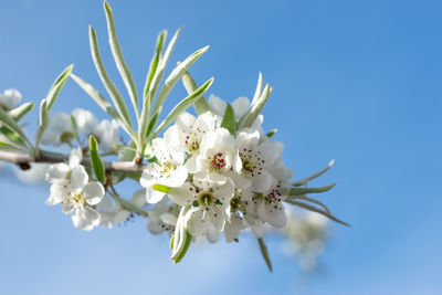 Blossom of a weeping silver pear tree, white flowers, willow-leafed pear, pyrus salicifolia pendula