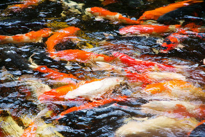 High angle view of koi carps swimming in water