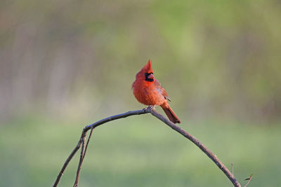 Close-up of bird perching on branch