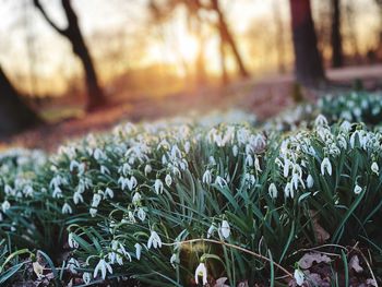 Close-up of purple flowering plants on field