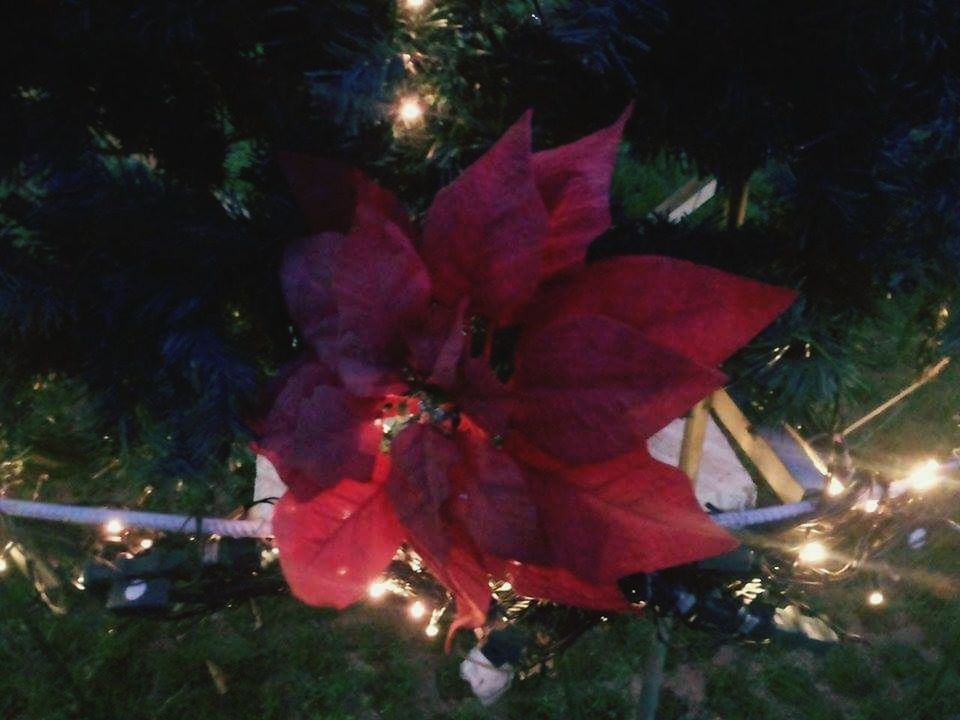 red, night, celebration, illuminated, tree, low angle view, lens flare, growth, outdoors, close-up, glowing, leaf, nature, no people, multi colored, christmas, sunlight, christmas tree, celebration event, pink color