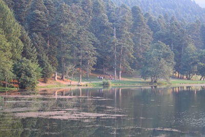 Scenic view of lake in forest