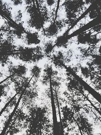 Low angle view of trees against sky